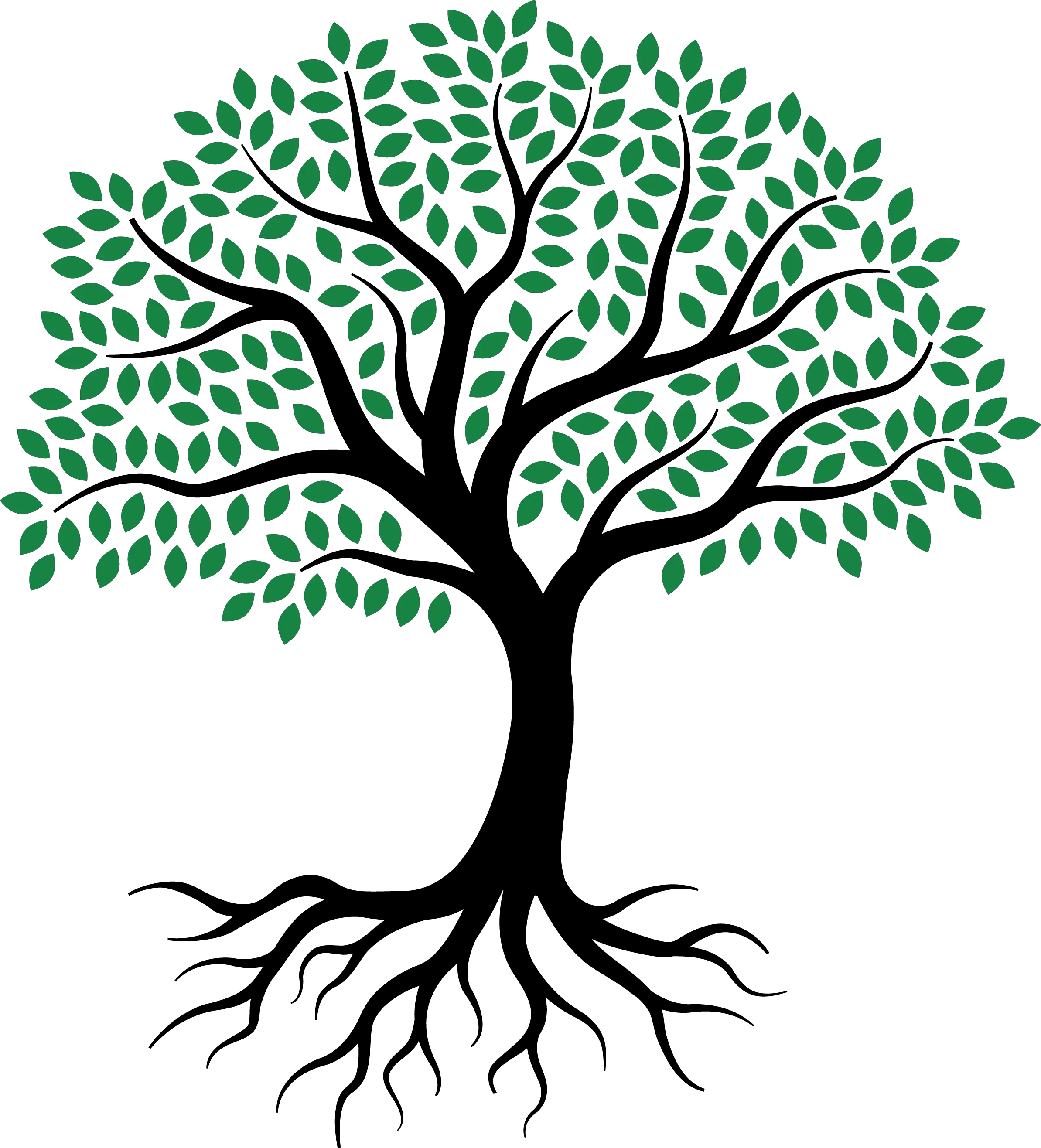  Drawing Root Tree Sketch Simple Olive Tree Drawing