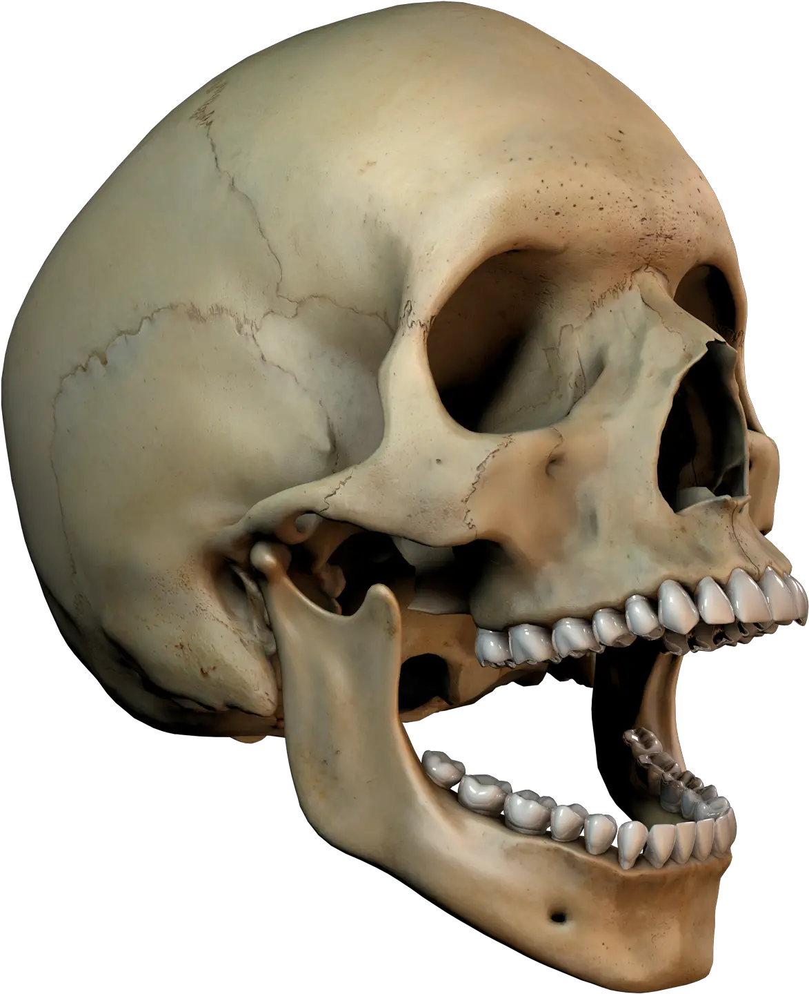  3d Skull Png 3d Skull Art Png