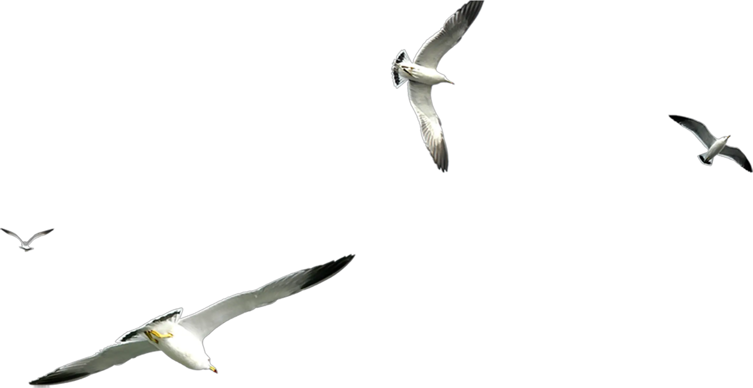  Flight Gulls Airplane Transparent Background Flying Seagull Png