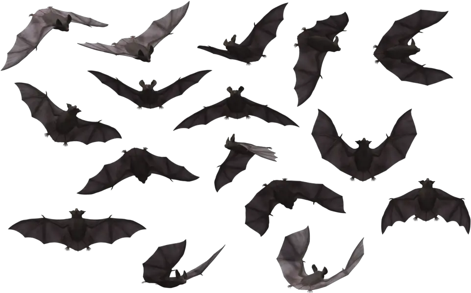  Bat Png High-quality Image Transparent Background Bats Png