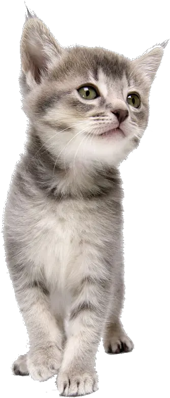  Pet Kitten Coreldraw Dog Cat Png Download Free Clipart Kitten Png