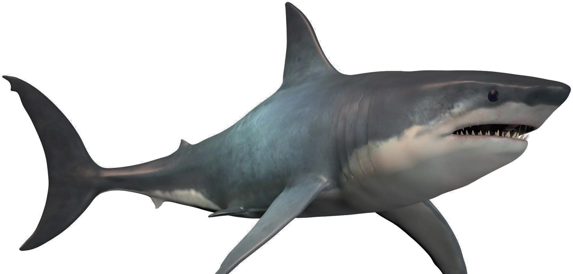  Real Great White Shark Png