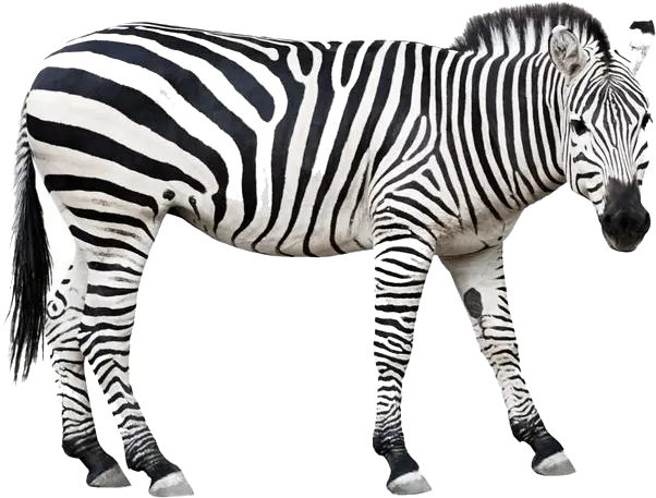 Zebra Png Download Wild Animals Clipart Black And White