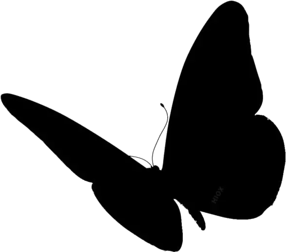  Butterfly Wings Png Image With Transparent Background Butterfly Silhouette Side View
