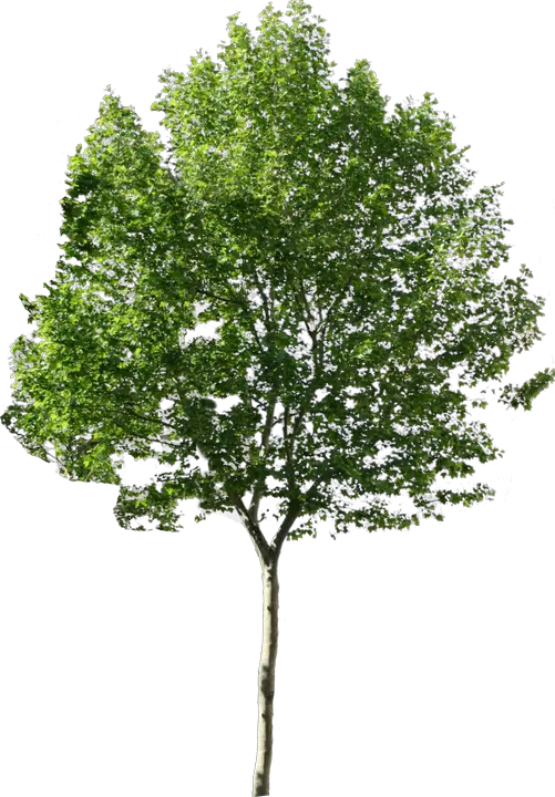  Photoshop Trees No Background