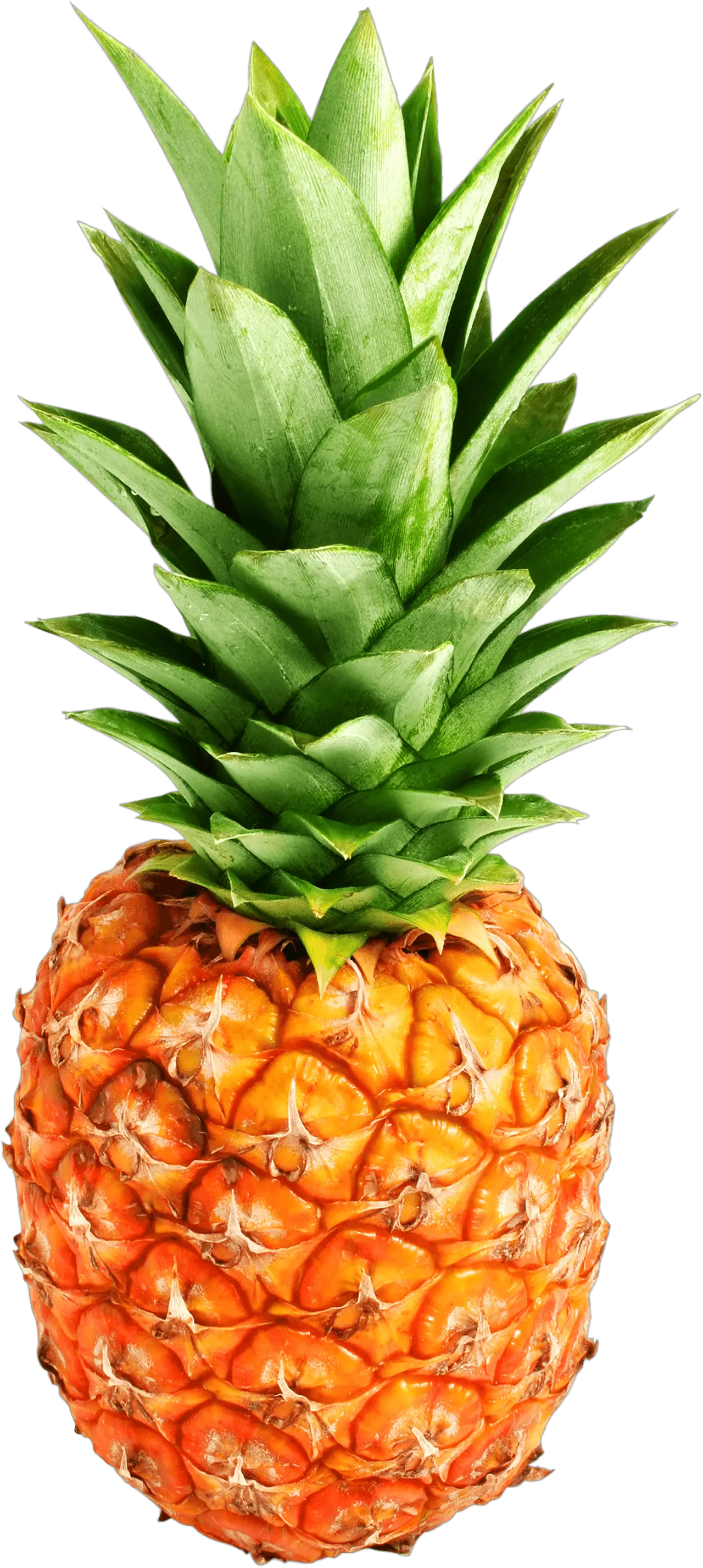  Pineapple Png Transparent Photo Pineapple Png