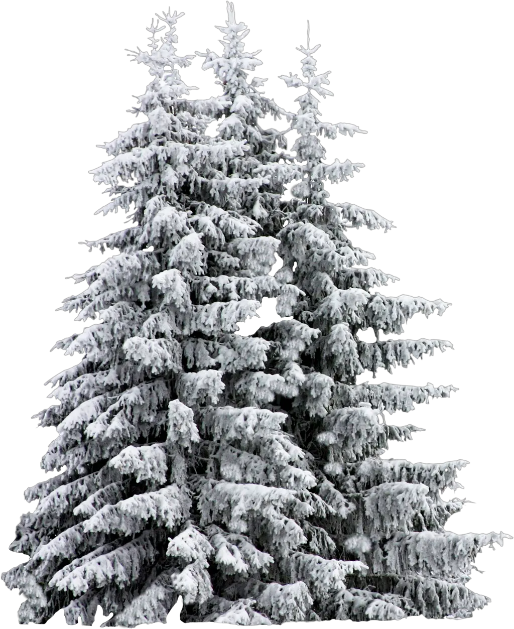  Snow Covered Trees Sketch