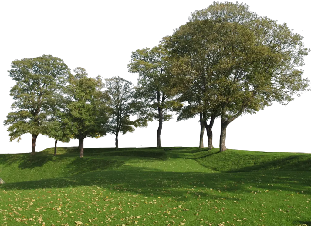  Group Of Trees Png Trees Group