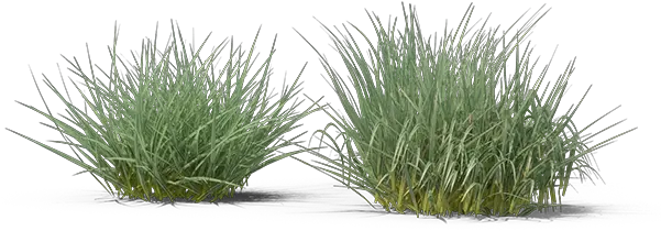  Sweet Grass