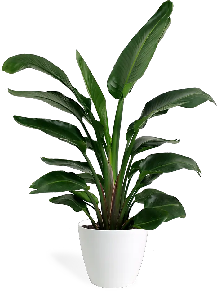  Small Bird Of Paradise Plant