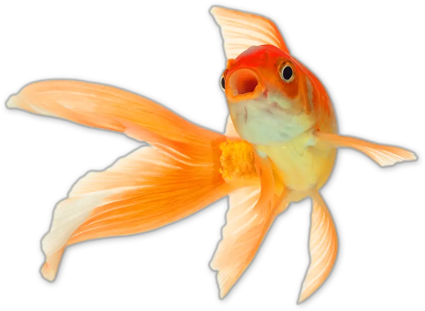  Gold Fish Png Goldfish Png