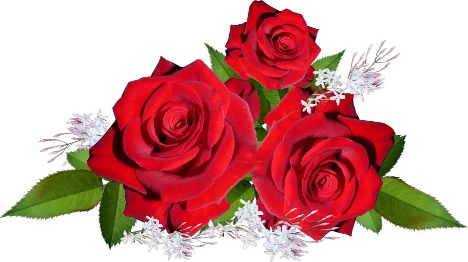  Roses