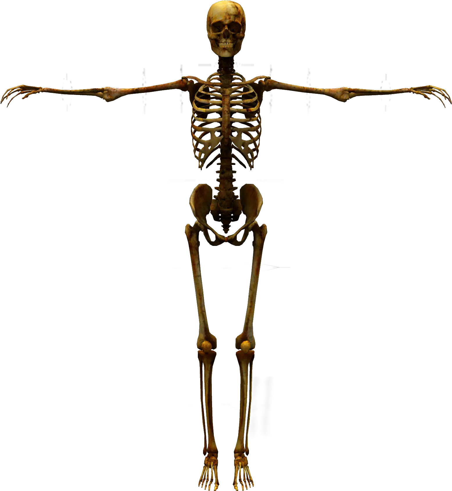  Human Skeleton Human Body 3d Skeleton Png