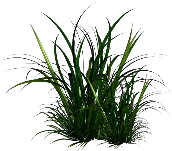  Transparent Tall Grass Texture Png Tall Grass Illustration Png