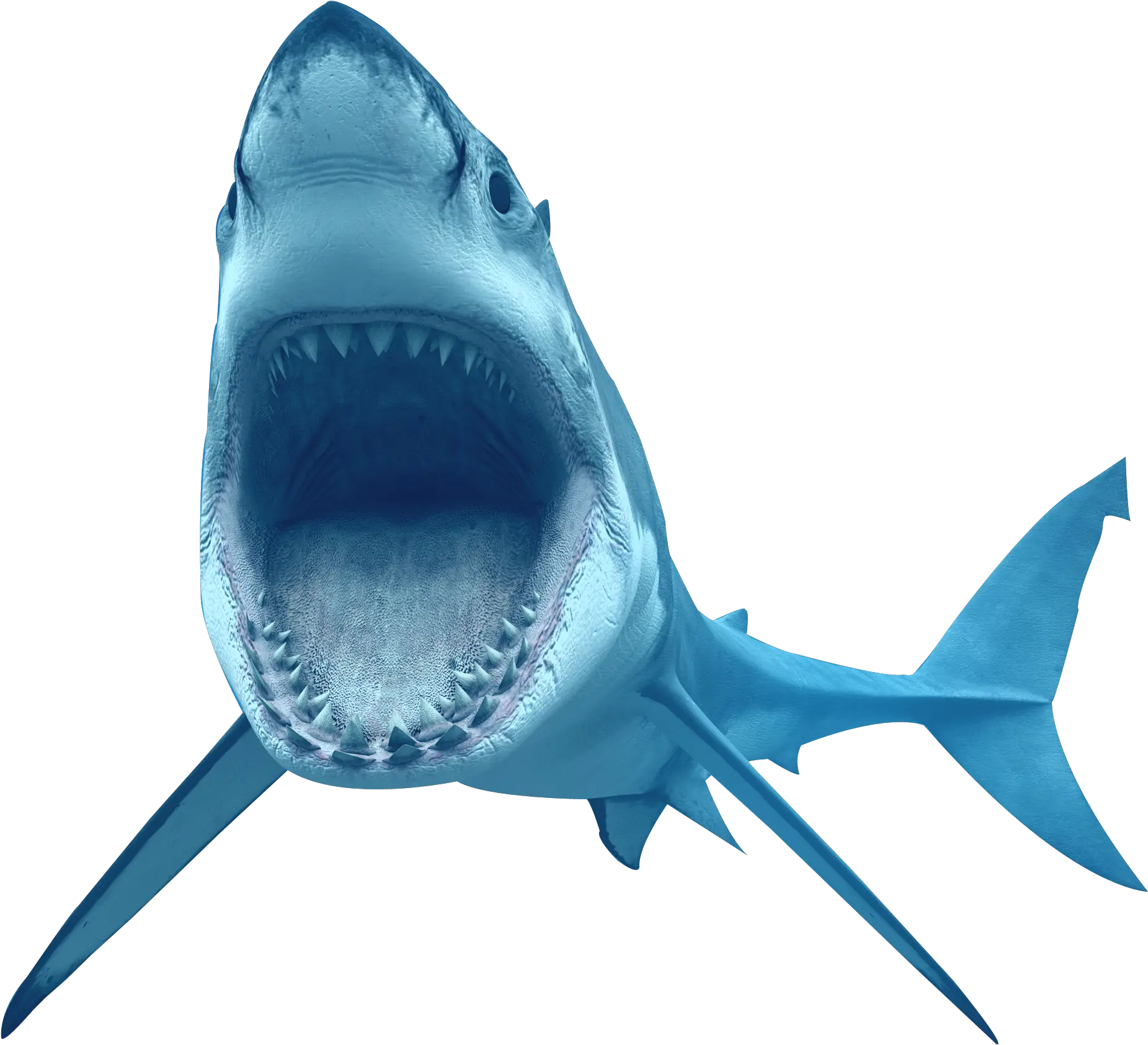  Animal Shark Transparent Transparent Background Shark Png
