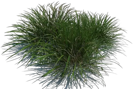  Grass Png By Gareng Sweet Grass
