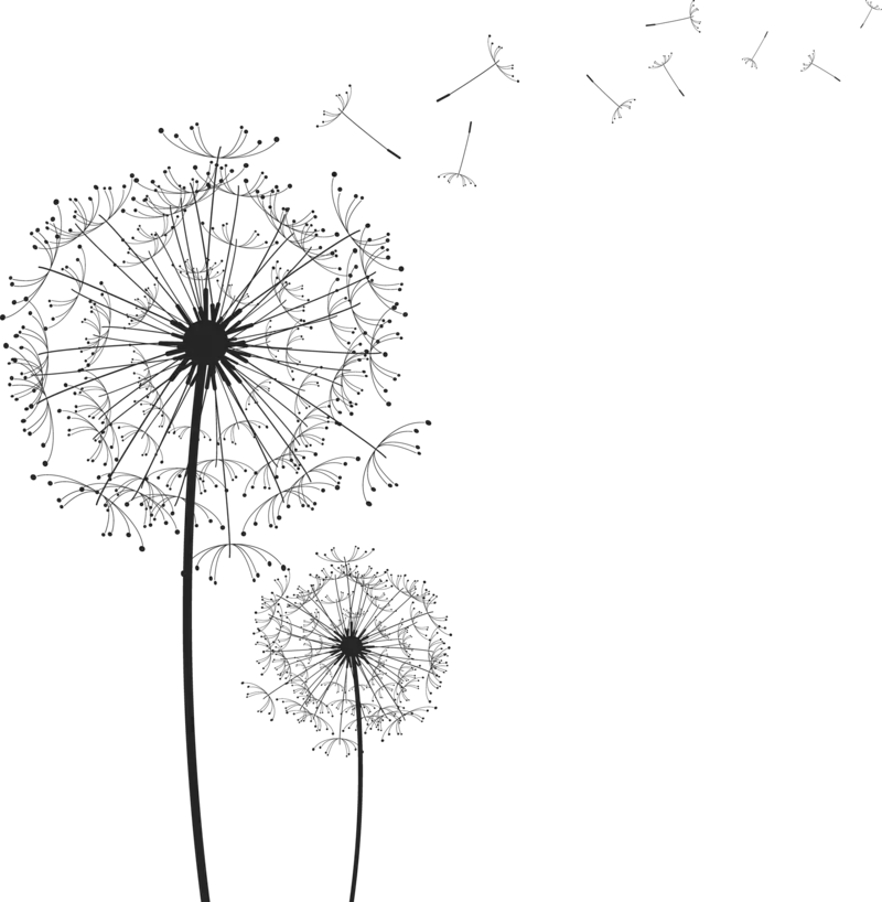  Dandelion Png