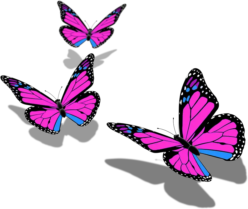  Butterfly Butterflies Mariposa Ftestickers Stickers Transparent Background Butterfly Png Hd