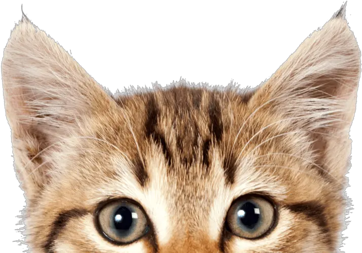  Cat Png