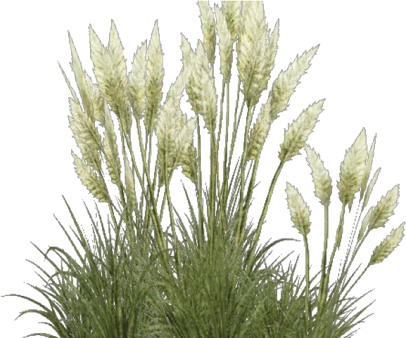  Shrub Clipart Overgrown Grass Transparent Pampas Grass Png