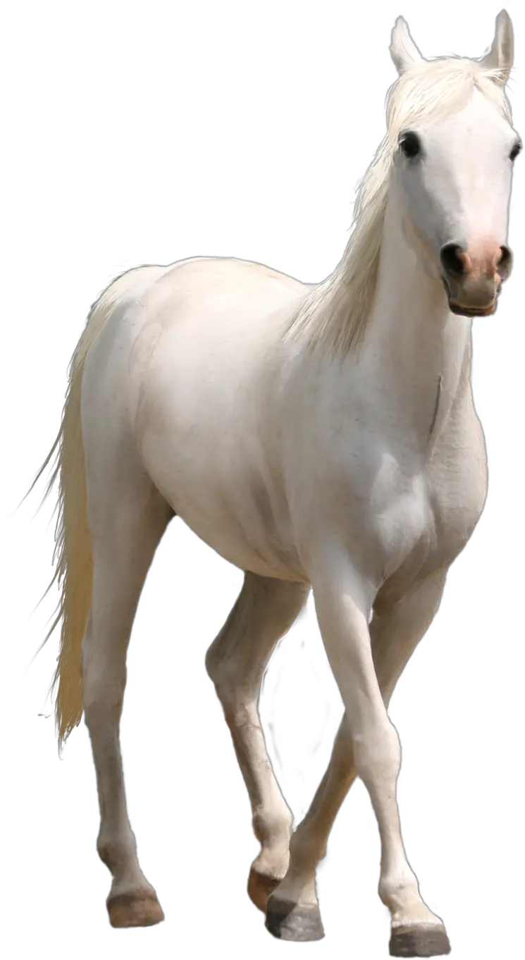  White Horse Png- Real White Horse Png