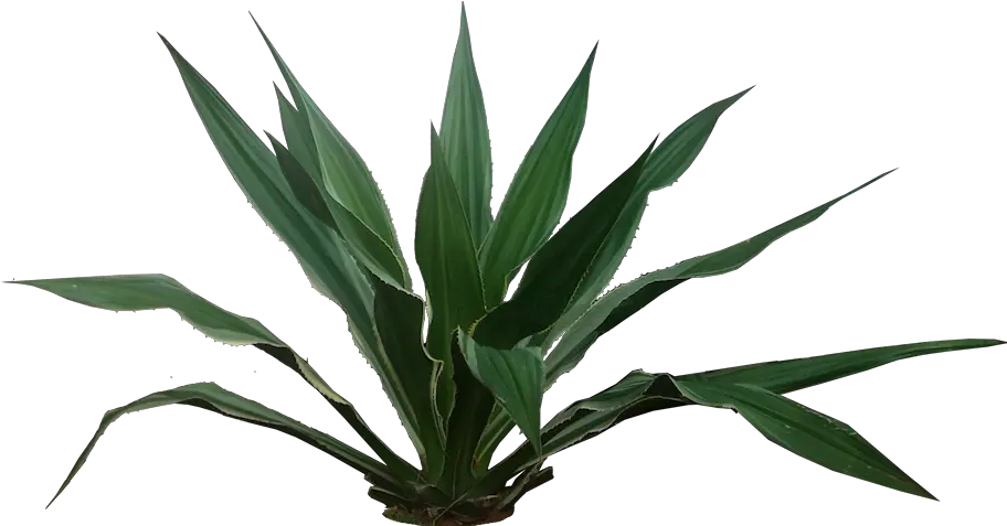  Transparent Yucca Plant Png Tropical Plants Png