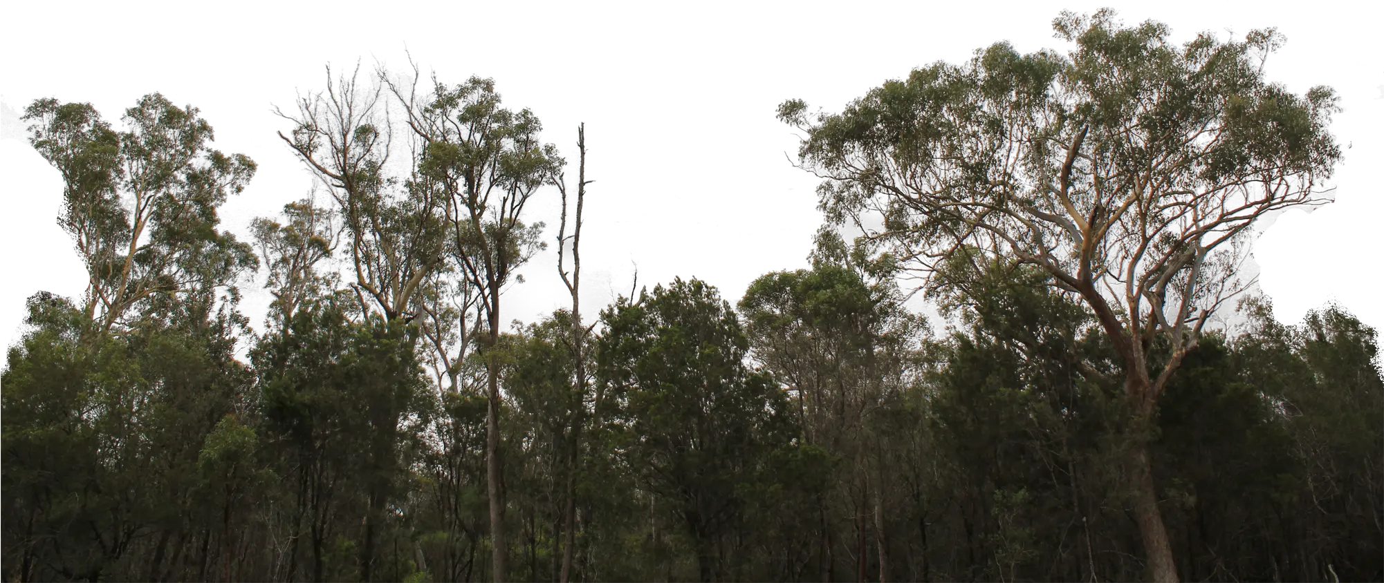  Transparent Grassy Hill Png Transparent Tree Line Png