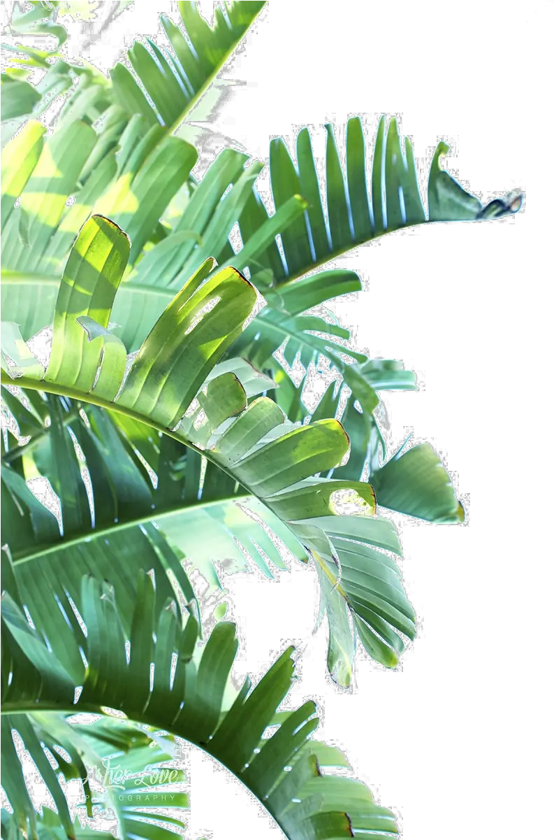  Green Leaf Png Clipart Transparent Tropical Leaves Png
