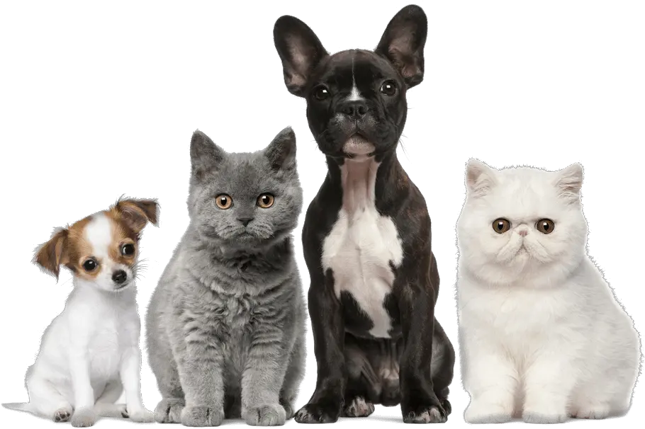  Dog Cat Puppy Kitten Pet Cats Dogs