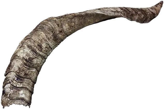  Horn