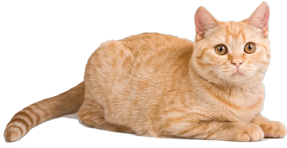  Orange Cat Lying Down