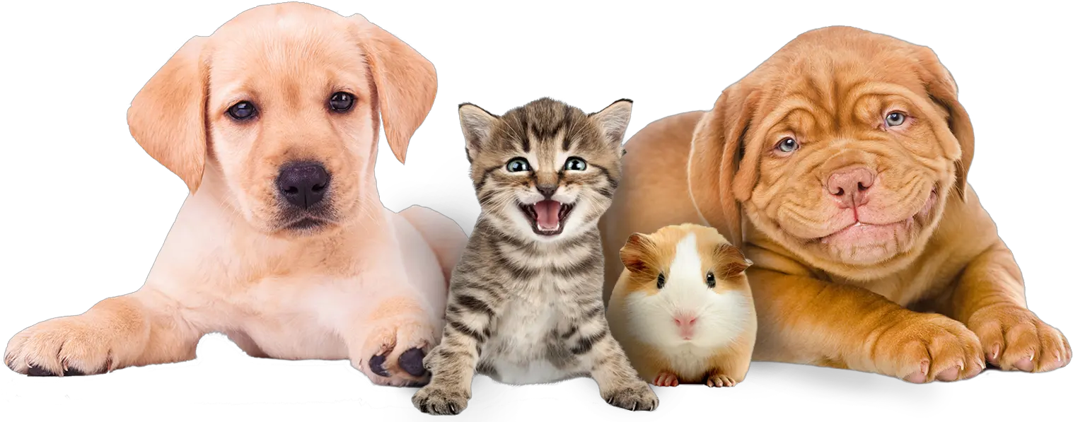  Pets Doctor