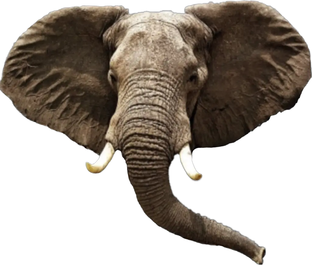  Transparent Elephant Head Clipart Elephant Png