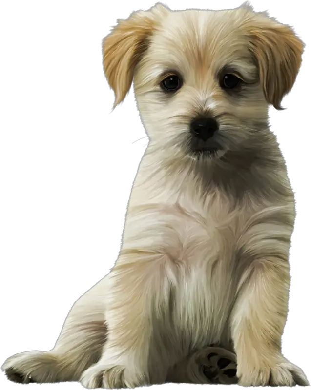  Dog Cat Puppy Kitten Felidae Cute Dogs Png