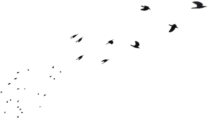  Flock Of Birds Png Flock