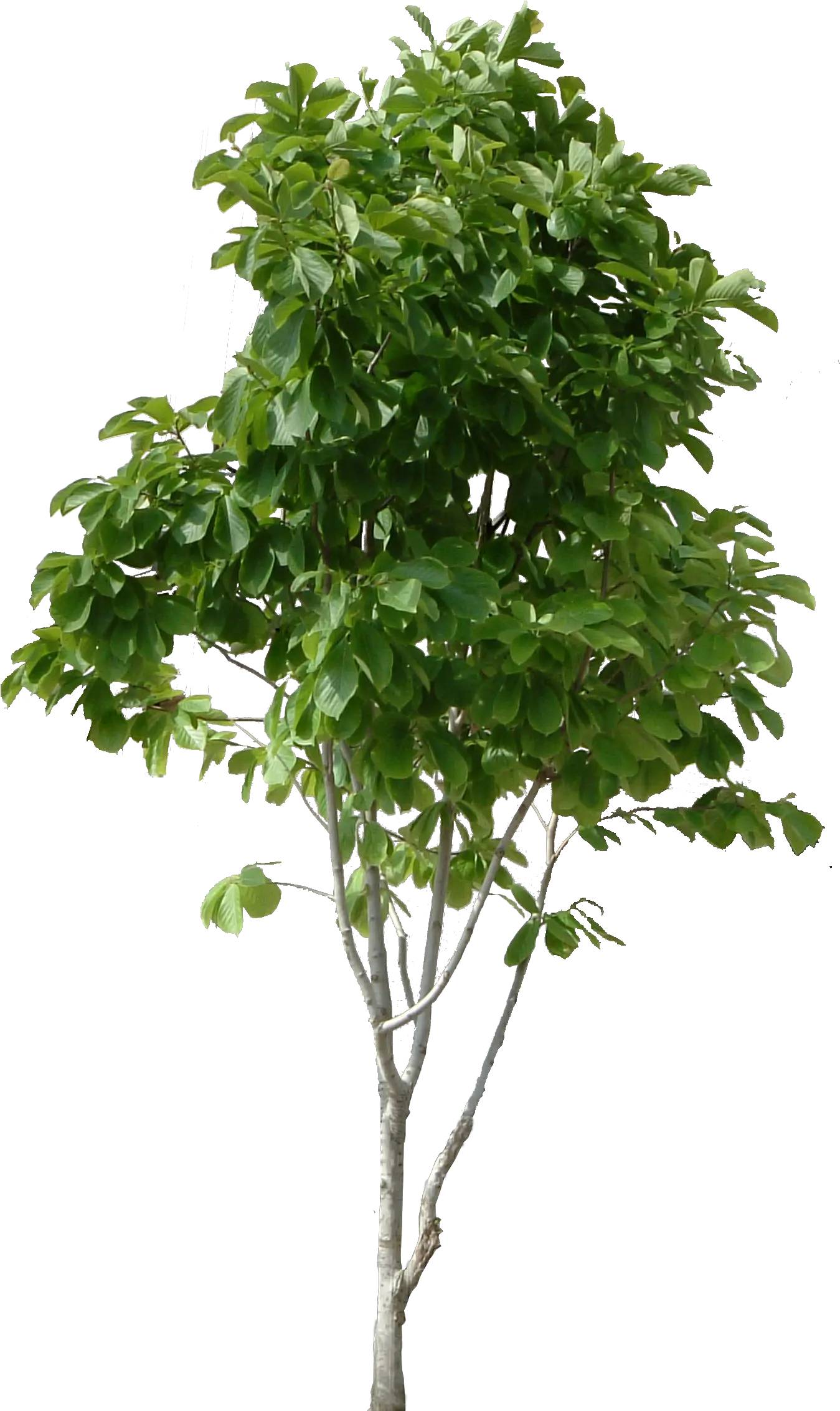  Free Png Images Trees High Resolution Tree Png