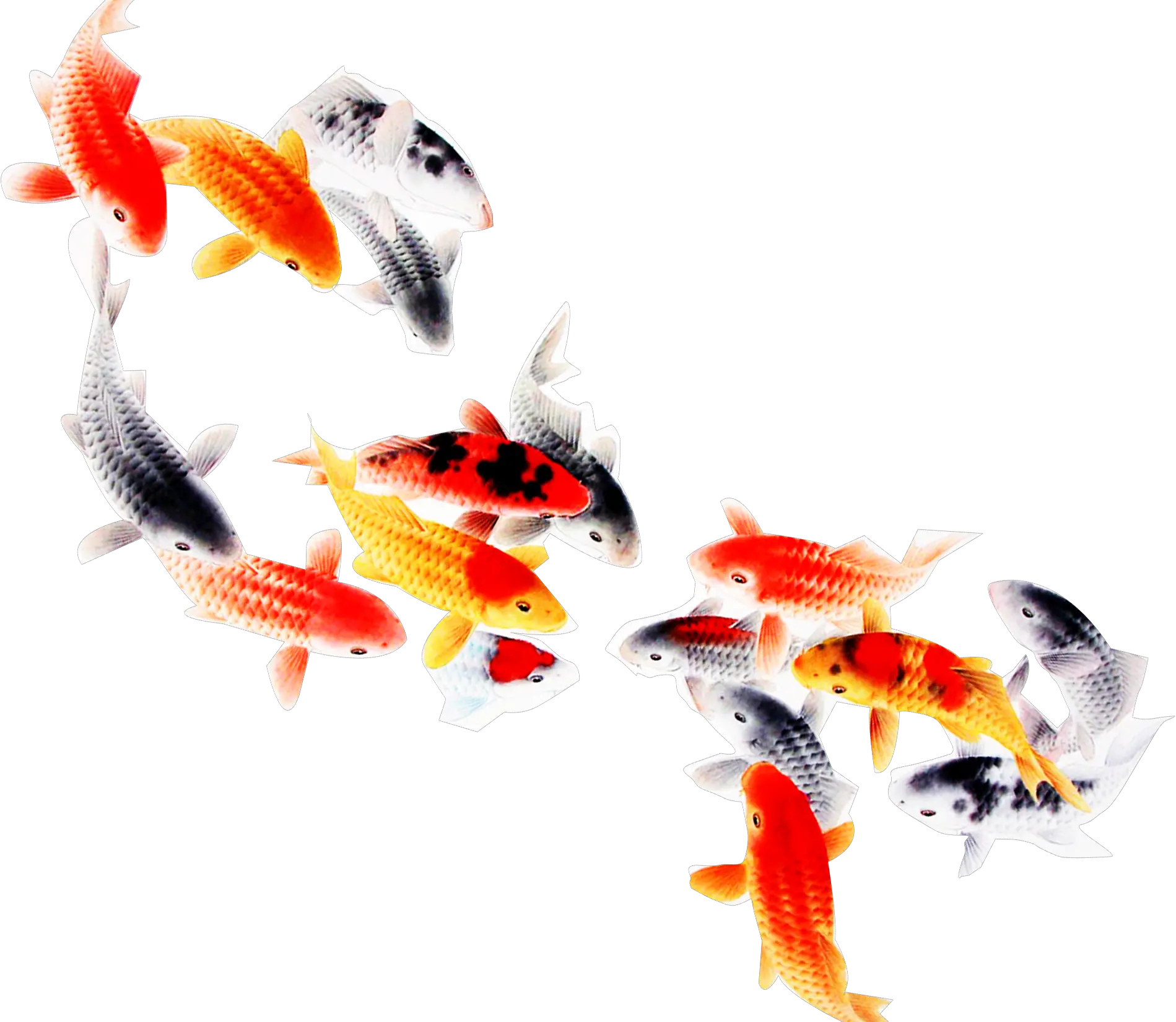  Koi Fish Computer File Transparent Background Koi Fish Png