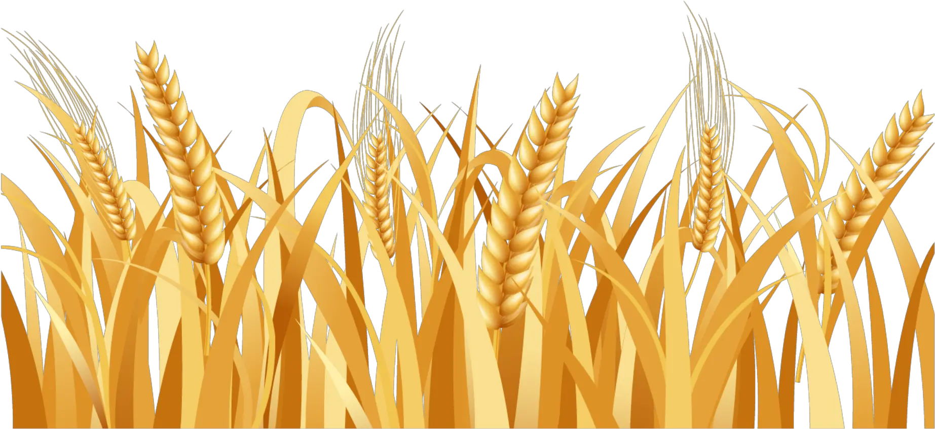  Svg Freeuse Library Barley Vector Head Wheat Field Vector Png