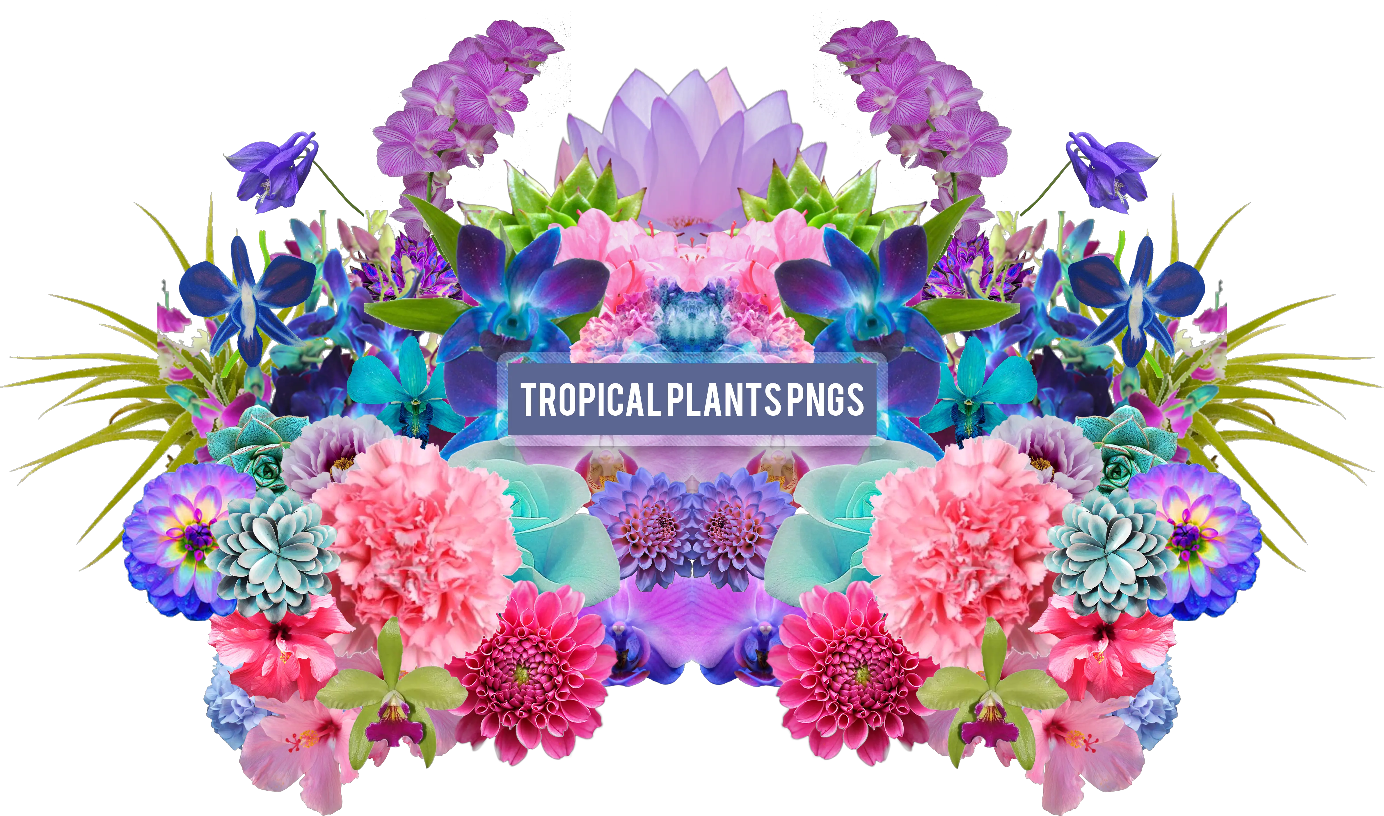  Aesthetic Flower Png Tropical Flowers Png Pack