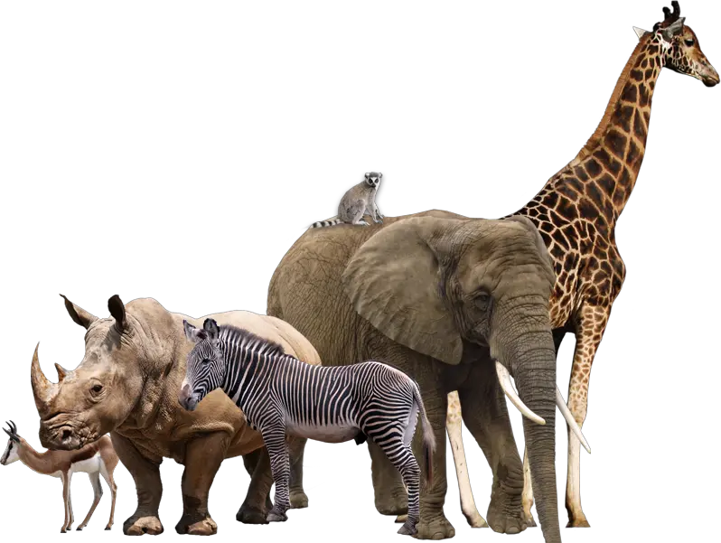  Africam Safari Maasai Mara Rhinoceros African Elephant Transparent Background Animals Png