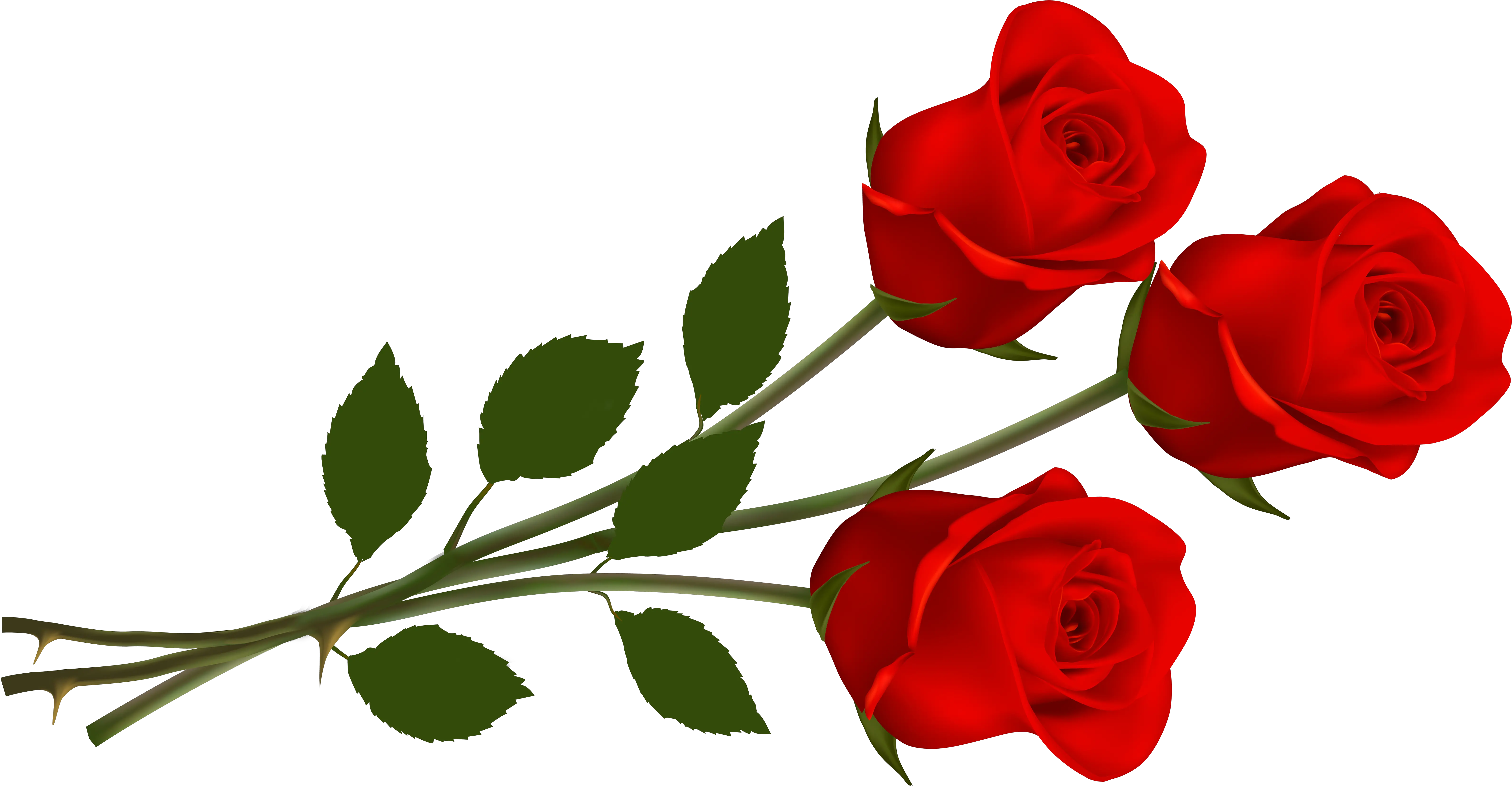  Three Red Roses