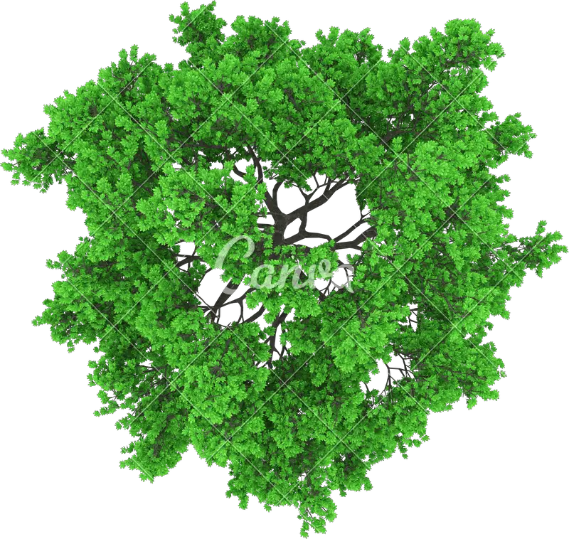  Trees Top View Png Top View Of Trees Vector Png