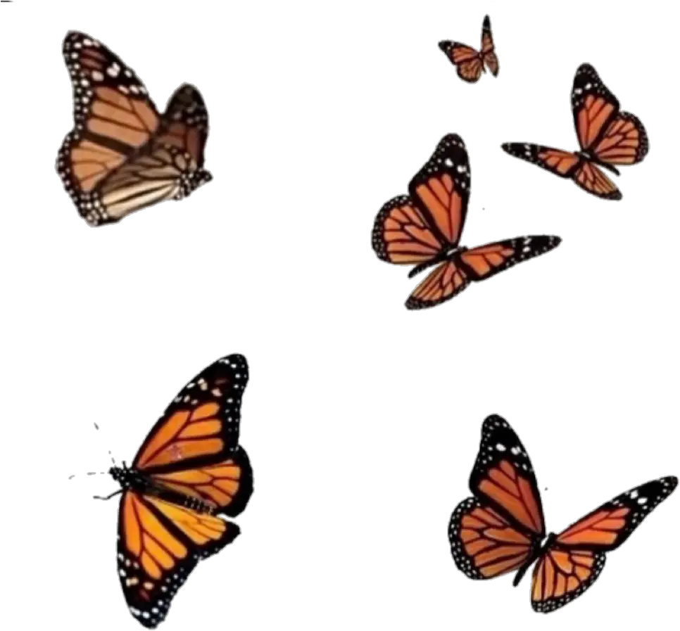  png overlay overlays editinghelp nature butterfly Flying Monarch Butterfly Png
