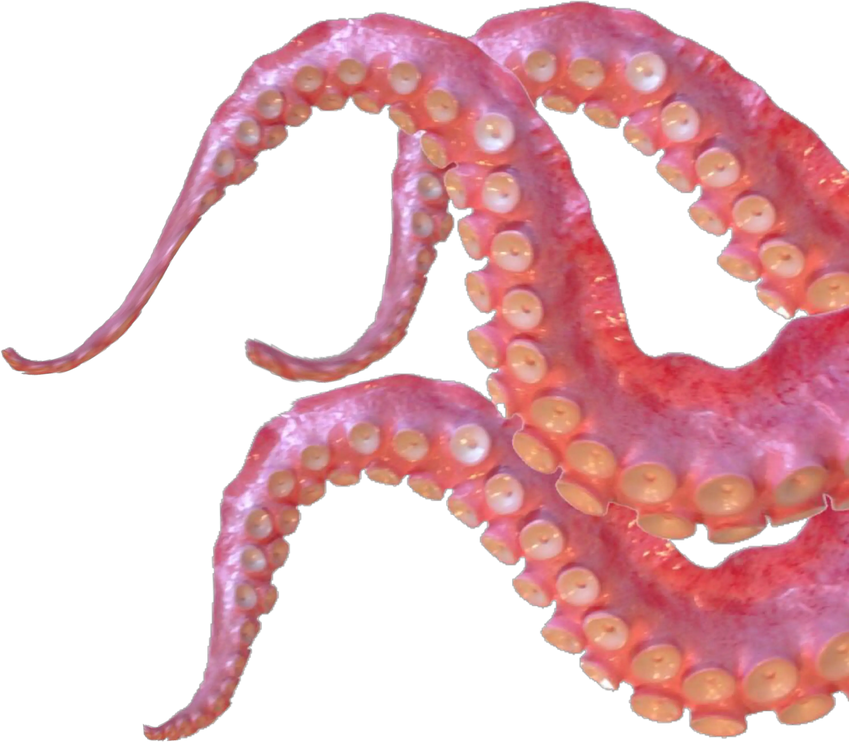 Giant Pacific Octopus