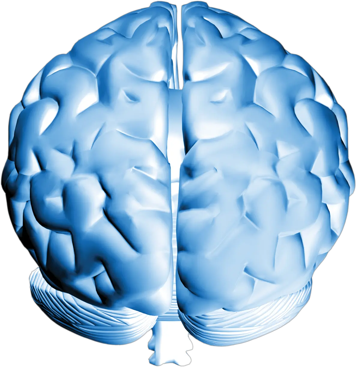  Brain
