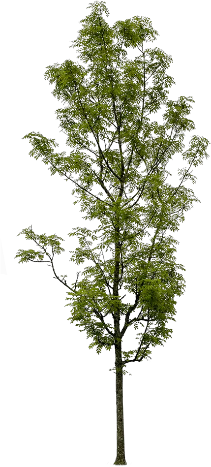  Draw Architectural Small Trees