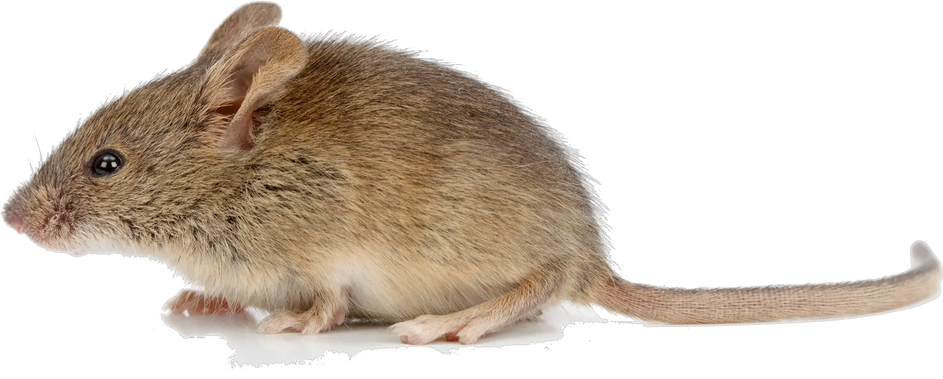  Jumping Footed Mice