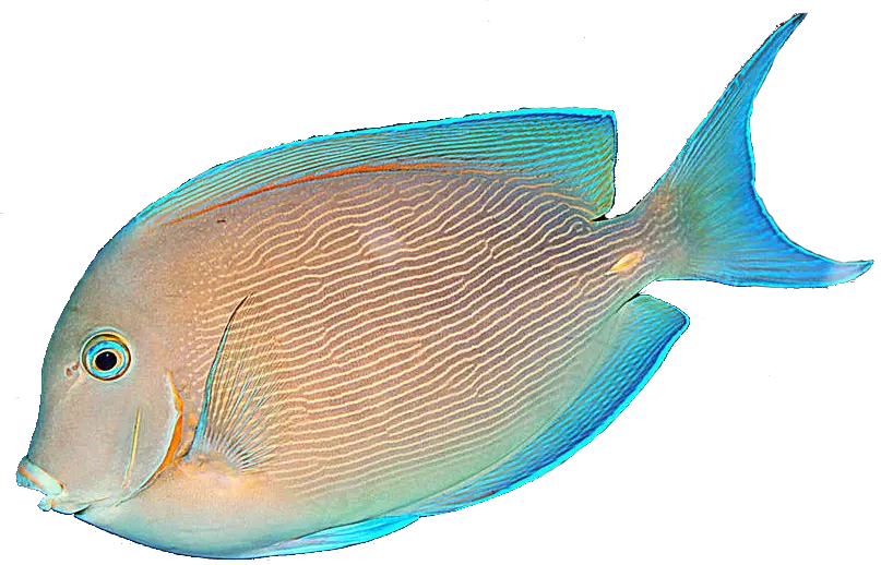  Download Free Fish Png Transparent Images Transparent Tropical Fish No Background