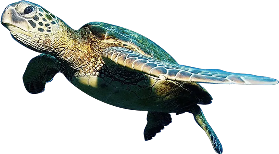  Transparent Sea Animals Png Fish Sea Png