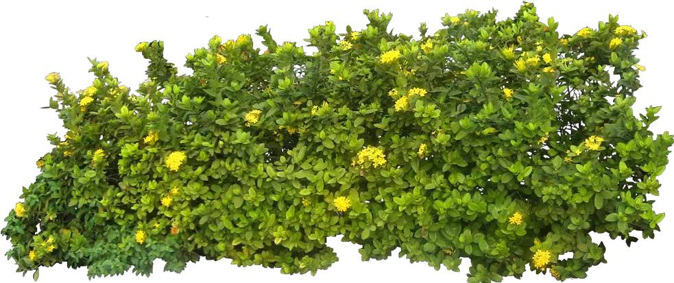  Bush Png Image Bush Png